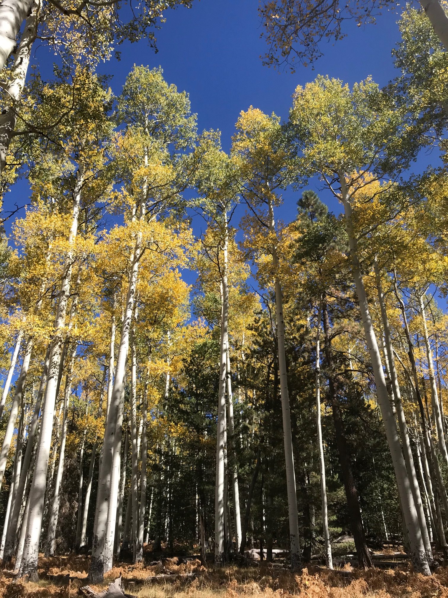 Overcoming Mental Health Obstacles